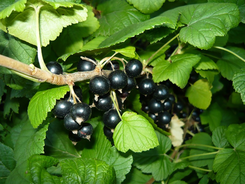 Смородина черная Черный жемчуг_1