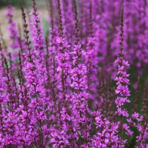 derbennik_prutovidnyiy_dropmore_purple