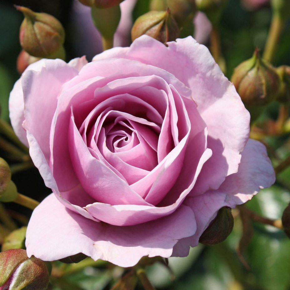 Роза флорибунда Наутика