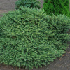 picea-pumila1