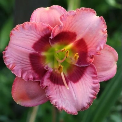 черри валентин