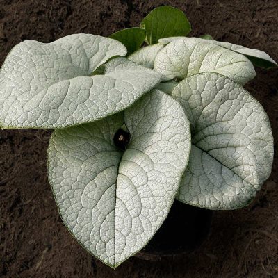 Бруннера крупнолистная Александрия (голуб.)