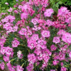 dianthus-gratianopolitanus-grandiflorus