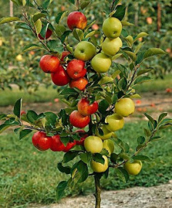 кумир