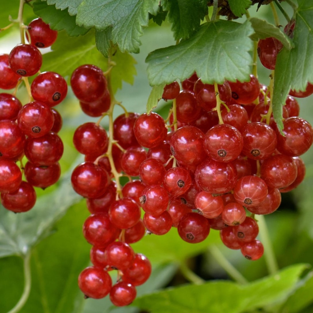 версальская