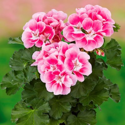 Пеларгония зональная