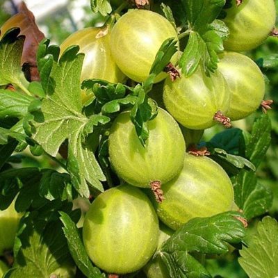 Крыжовник Родник (зелен.)