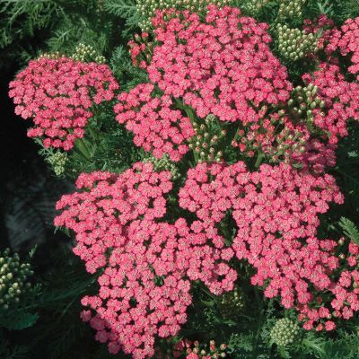 Тысячелистник-обыкновенный-Тутти-Фрутти-Пинк-Грейпфрукт