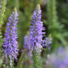 veronica-spicata-nana-blauteppich-01