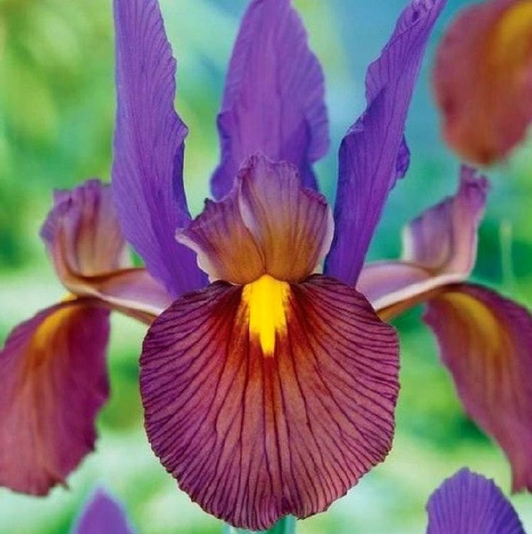 Ирис голландский Ай оф зе Тайгер (фиолет.)