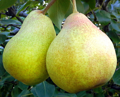 Груша Сказочная_1