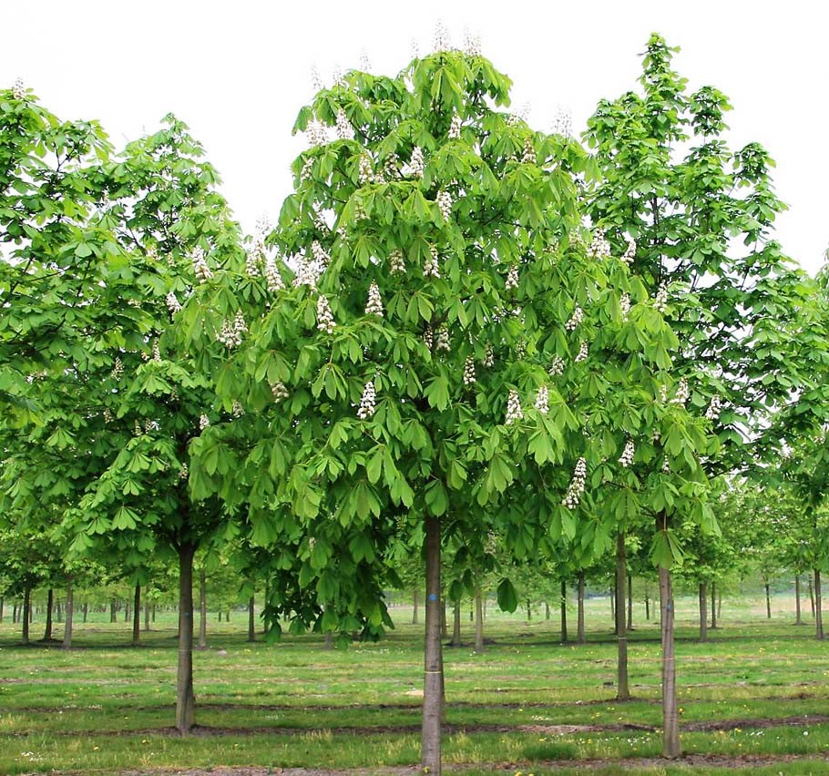 Каштан конский 