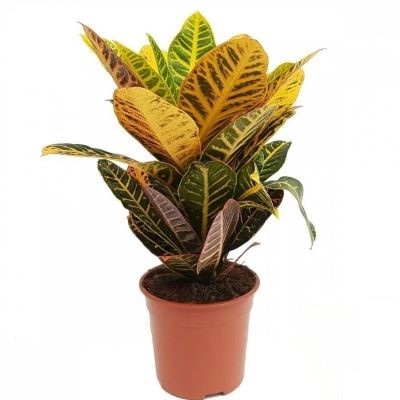 Кодиеум Петра (Кротон) 