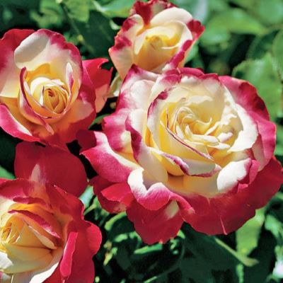 Роза чайно-гибрид. Дабл де Лайт (бел.с малин.окант.повторноцвет.)