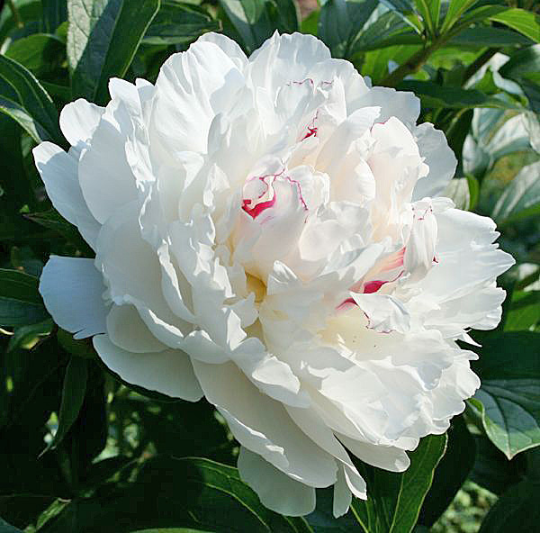 пион Фестива Максима