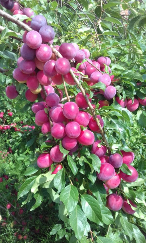 НоменклатураПрисоединенныеФайлы