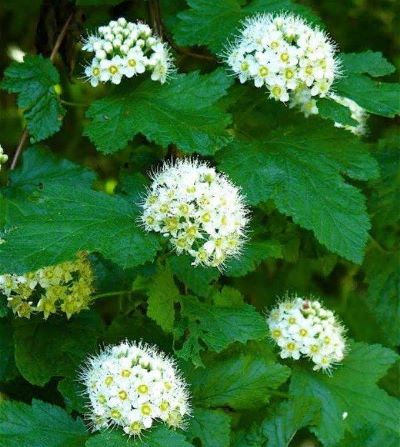 Пузыреплодник калинолистный Тильден парк