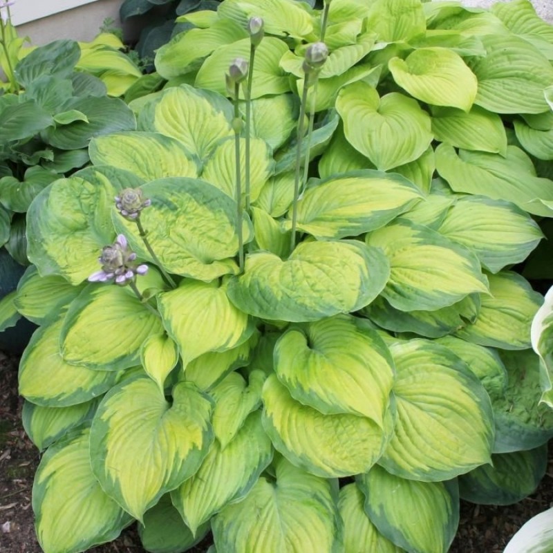 Хоста Олд Глори 1