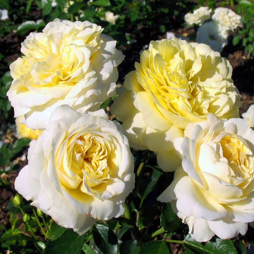 ae69807bbed71f81cad853023326bd3b