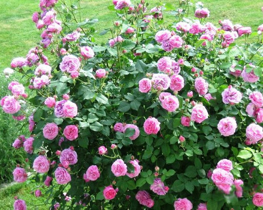 Роза парковая Луис Одьер3