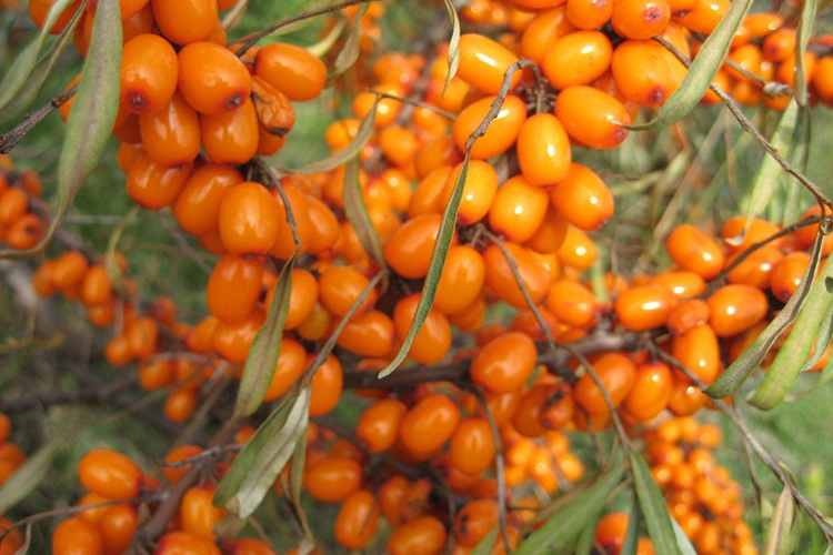 Облепиха Алтайская_1