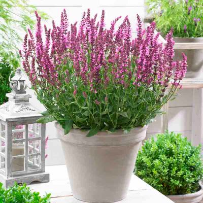 Шалфей дубравный Нью Дименшен Роуз (розов.)