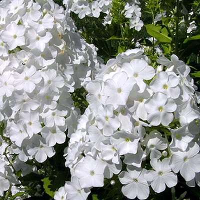 Флокс рембр