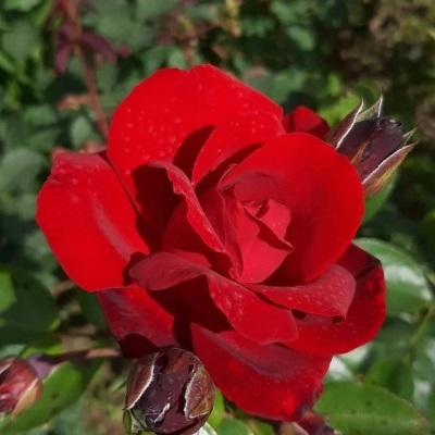 Роза плетистая Сантана (рубин.)