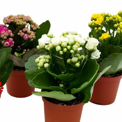 Каланхое Каландива Микс (D-10)