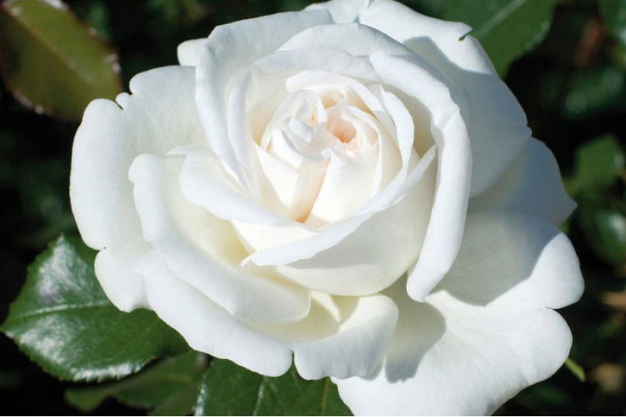 НоменклатураПрисоединенныеФайлы