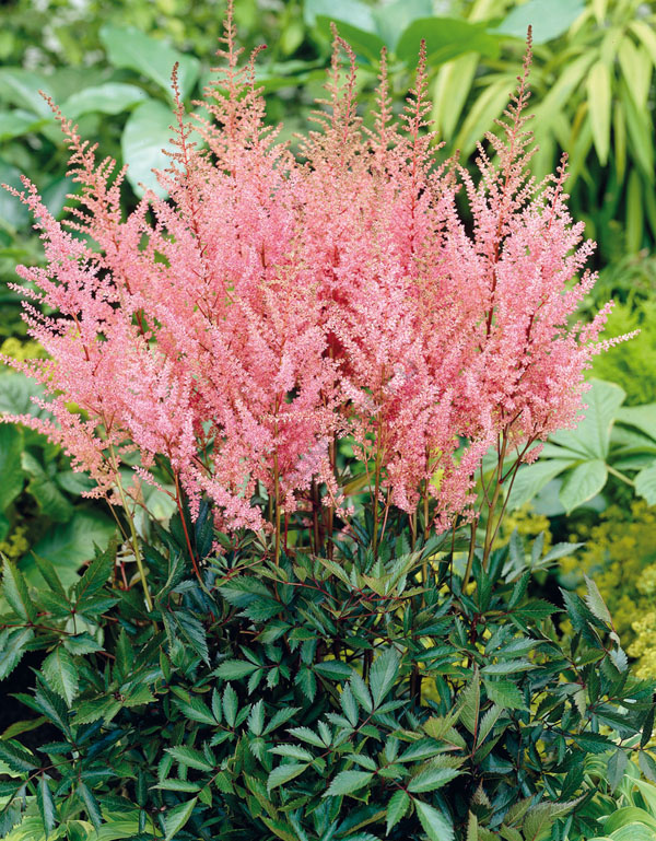 Астильба Арендса Эрика