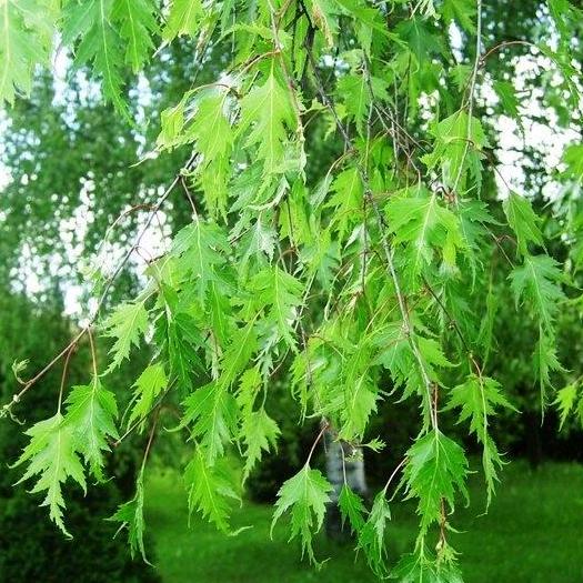 bereza_borodavchataya_laciniata