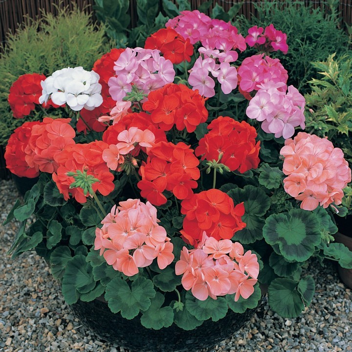 Пеларгония зональная