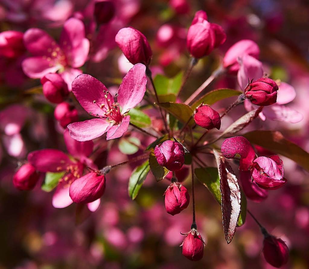 Яблоня декоративная Вейс Скарлет