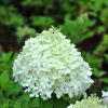 селекшн