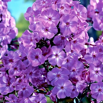 Флокс миракл