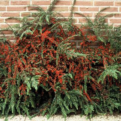 1637566398_25-pro-dachnikov-com-p-kizilnik-koral-byuti-v-landshafte-foto-26 1