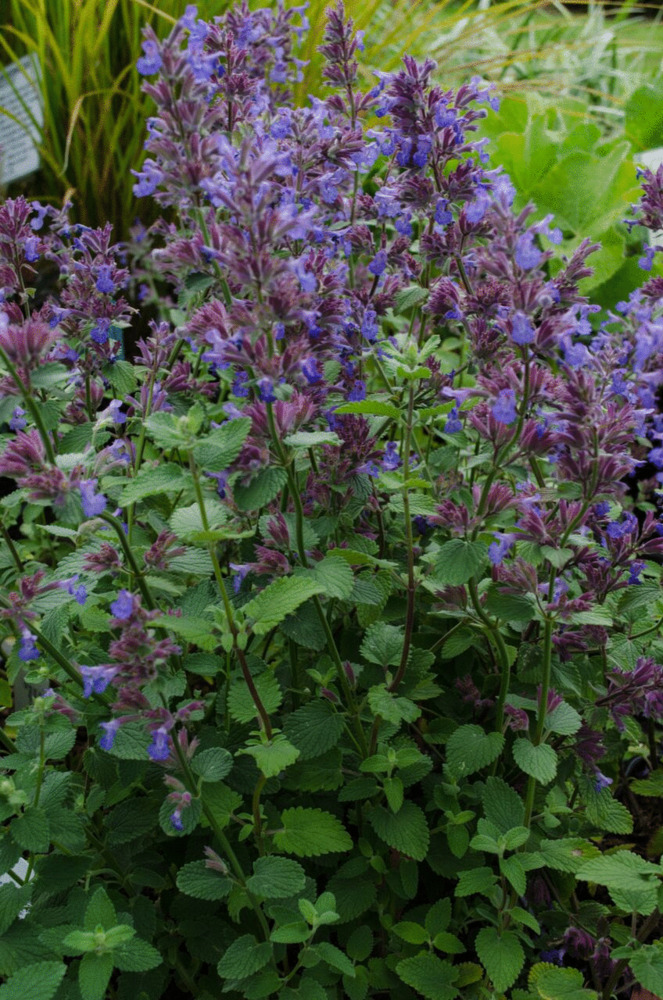 kotovnik-fassena-blue-wonder