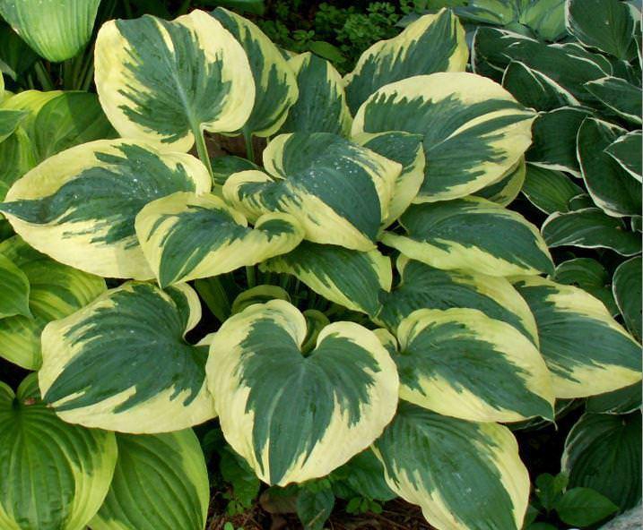 Хоста Бэнд оф Голд 1