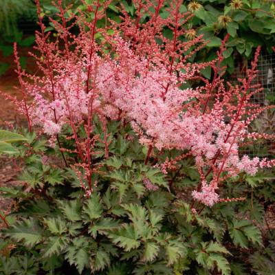 Астильба Арендса Дельфт Лейс (розов.)