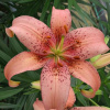 Lilium_Morpho_Pink