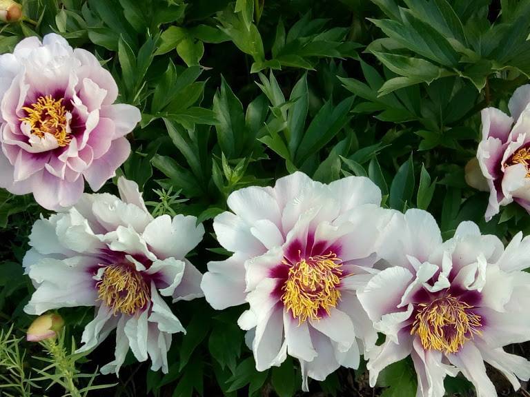 Пион ито-гибрид Кора Луис (сирен.)