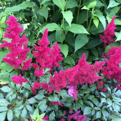 Астильба Арендса Спинелл (красн.)