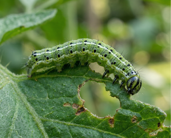 Защита от вредителей