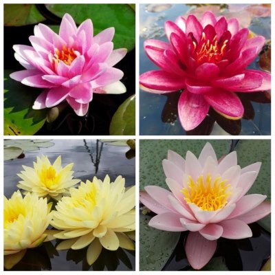 Нимфея (кувшинка) в ассортименте микс