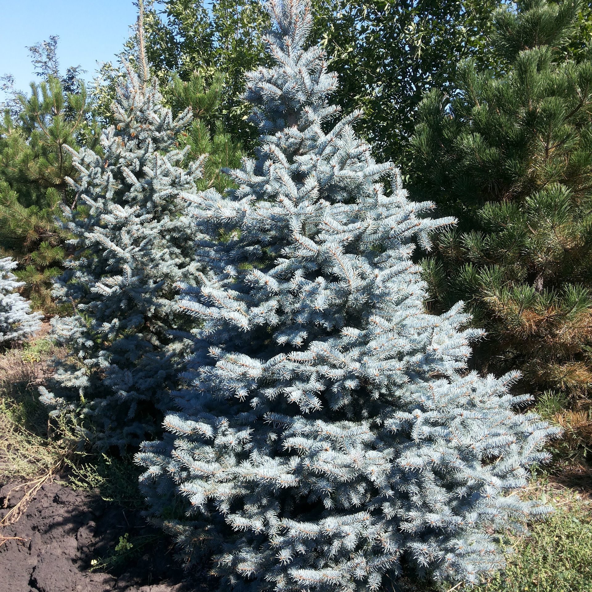 НоменклатураПрисоединенныеФайлы