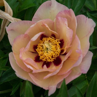 Пион ито-гибрид Пастель Сплендор (св.роз.полумахр.)