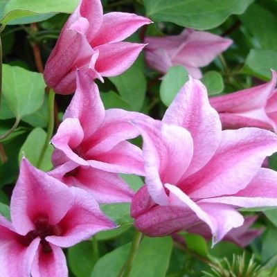 дачес оф албани