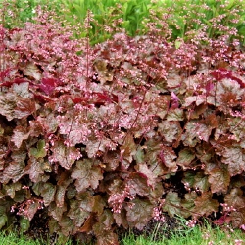 Гейхера гибридная Рейчел_2