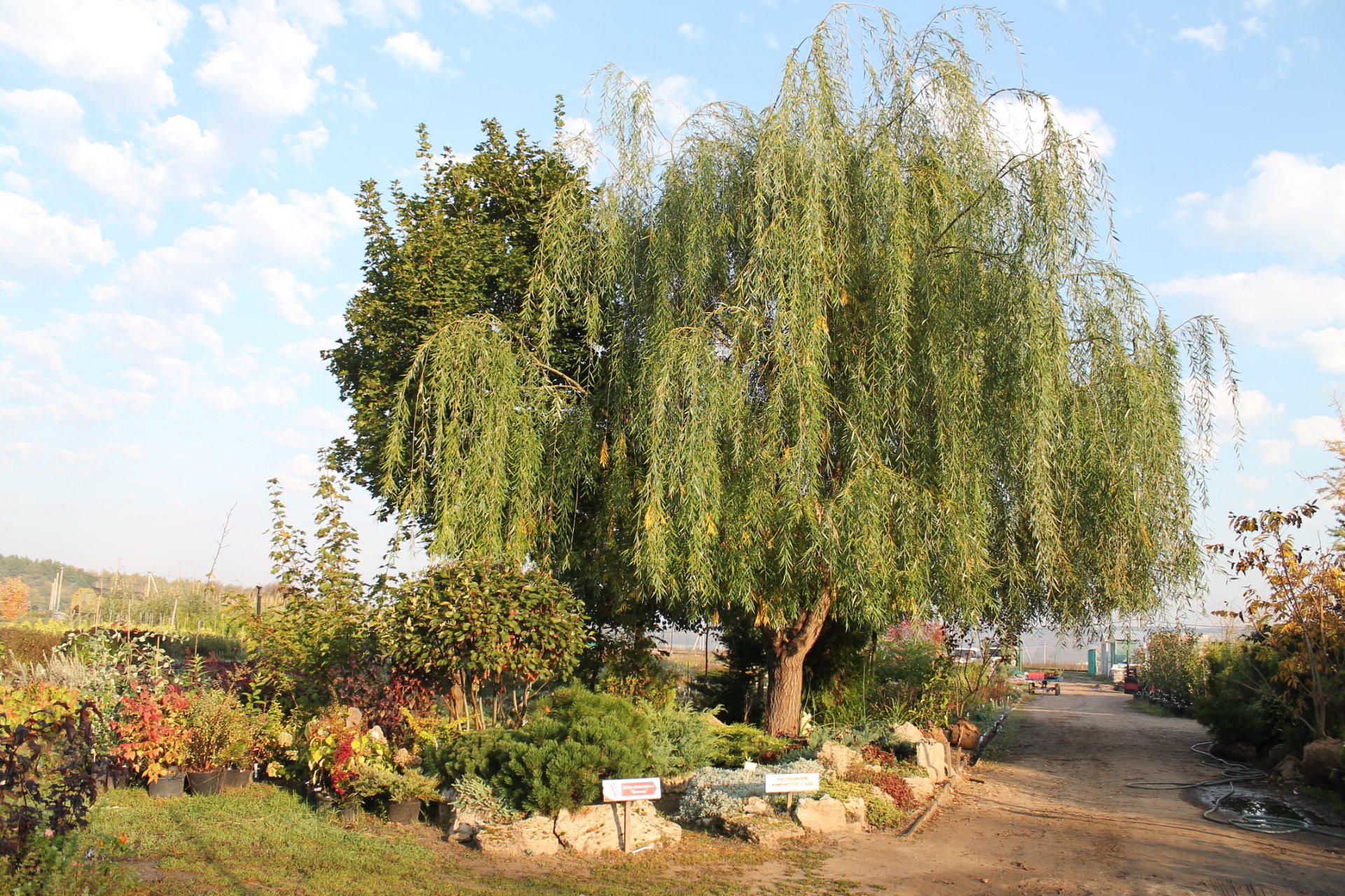 Ива Памяти Миндовского